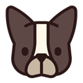 French-Bulldog