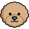 Bichon-Poo