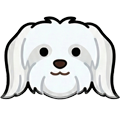 Maltese