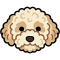 Maltipoo