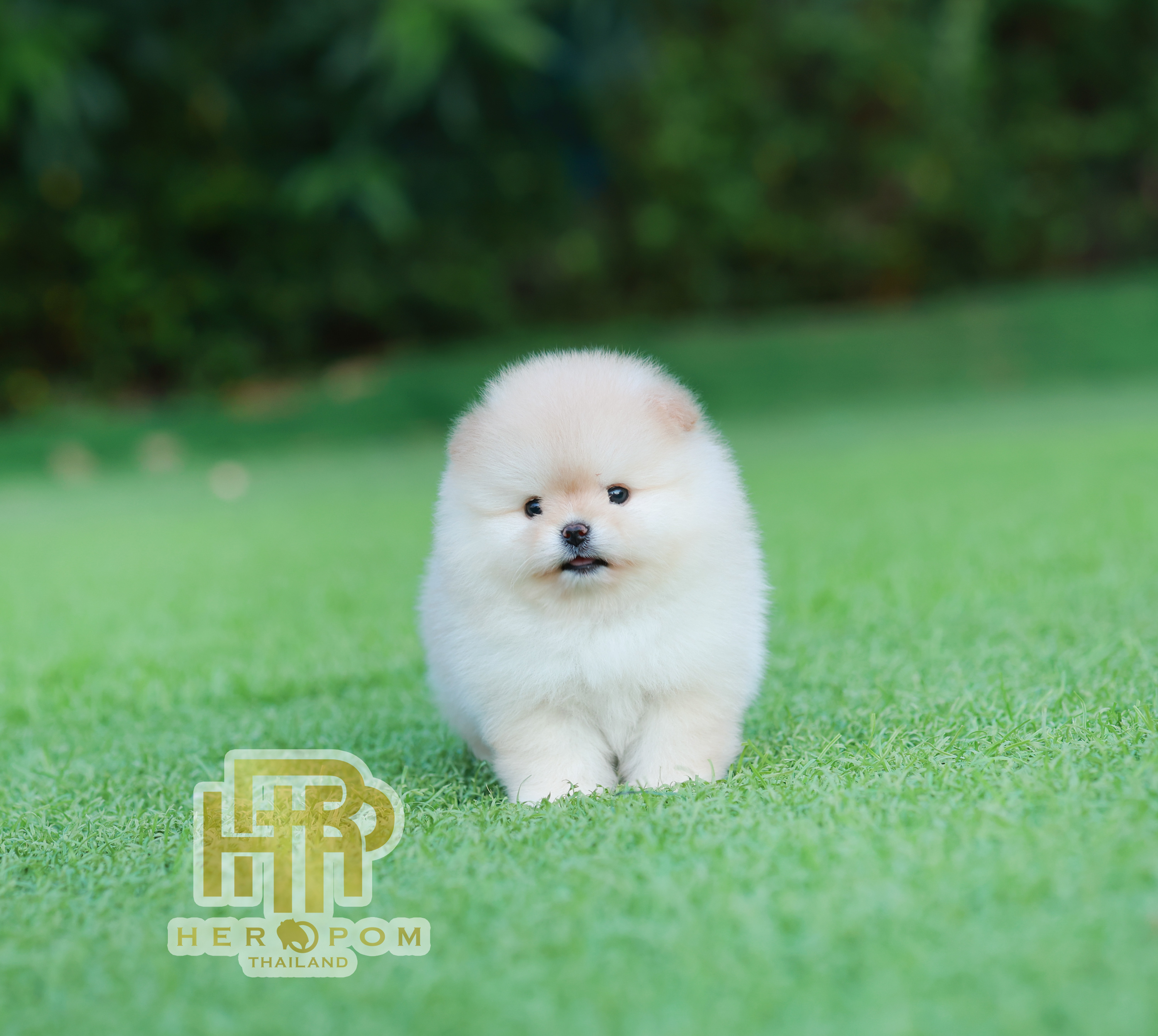 HRF-10423