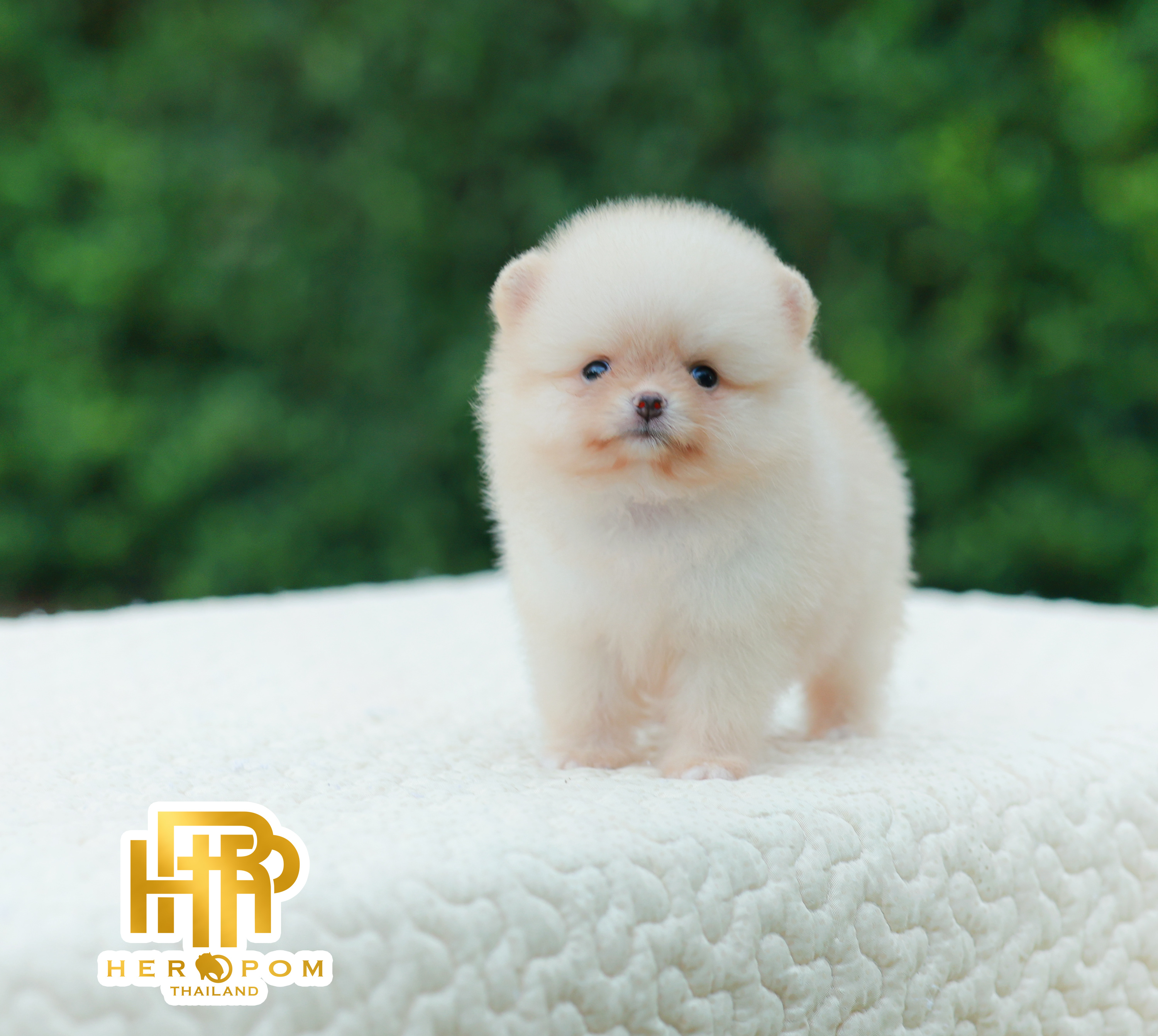 HRF-10440