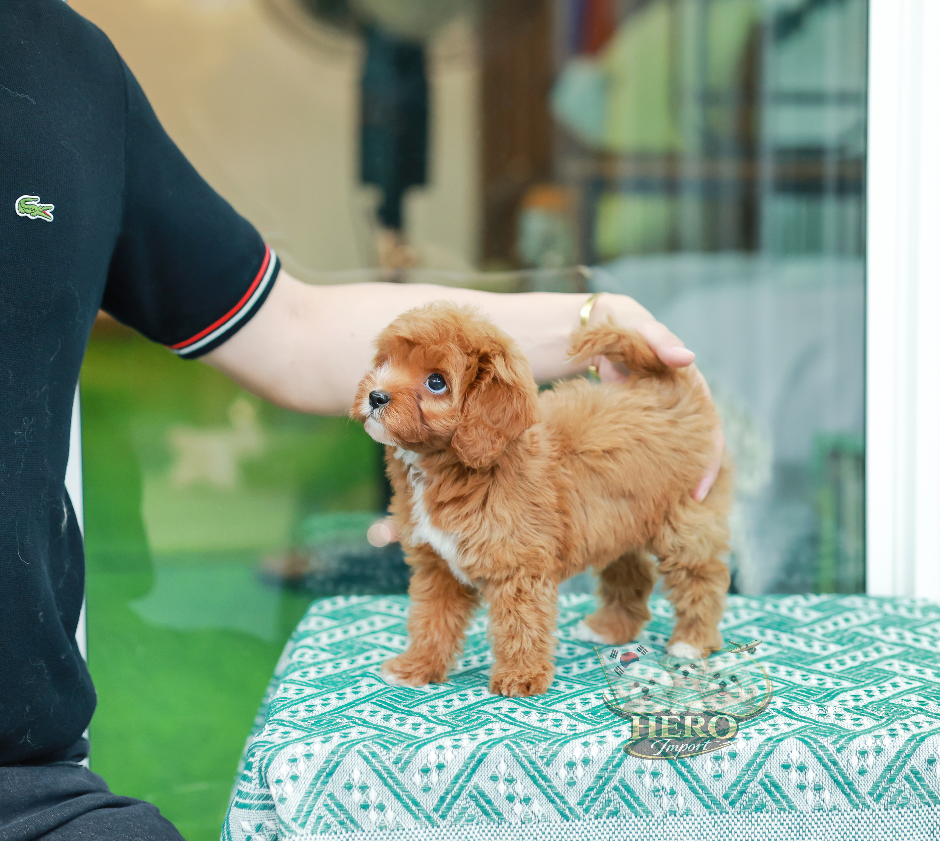 Cavapoo