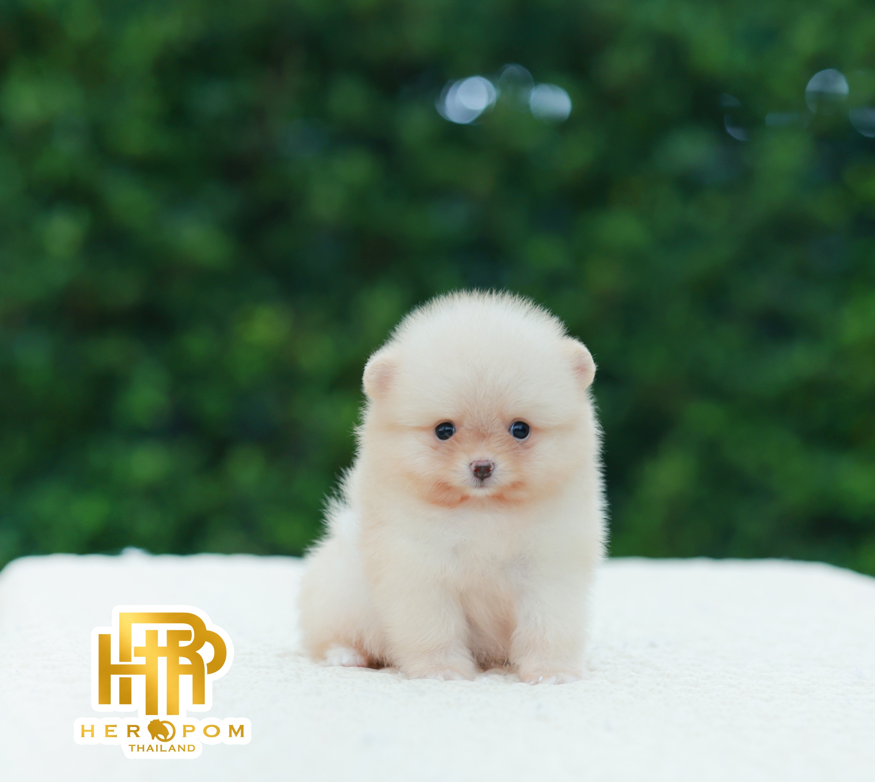 HRF-10440