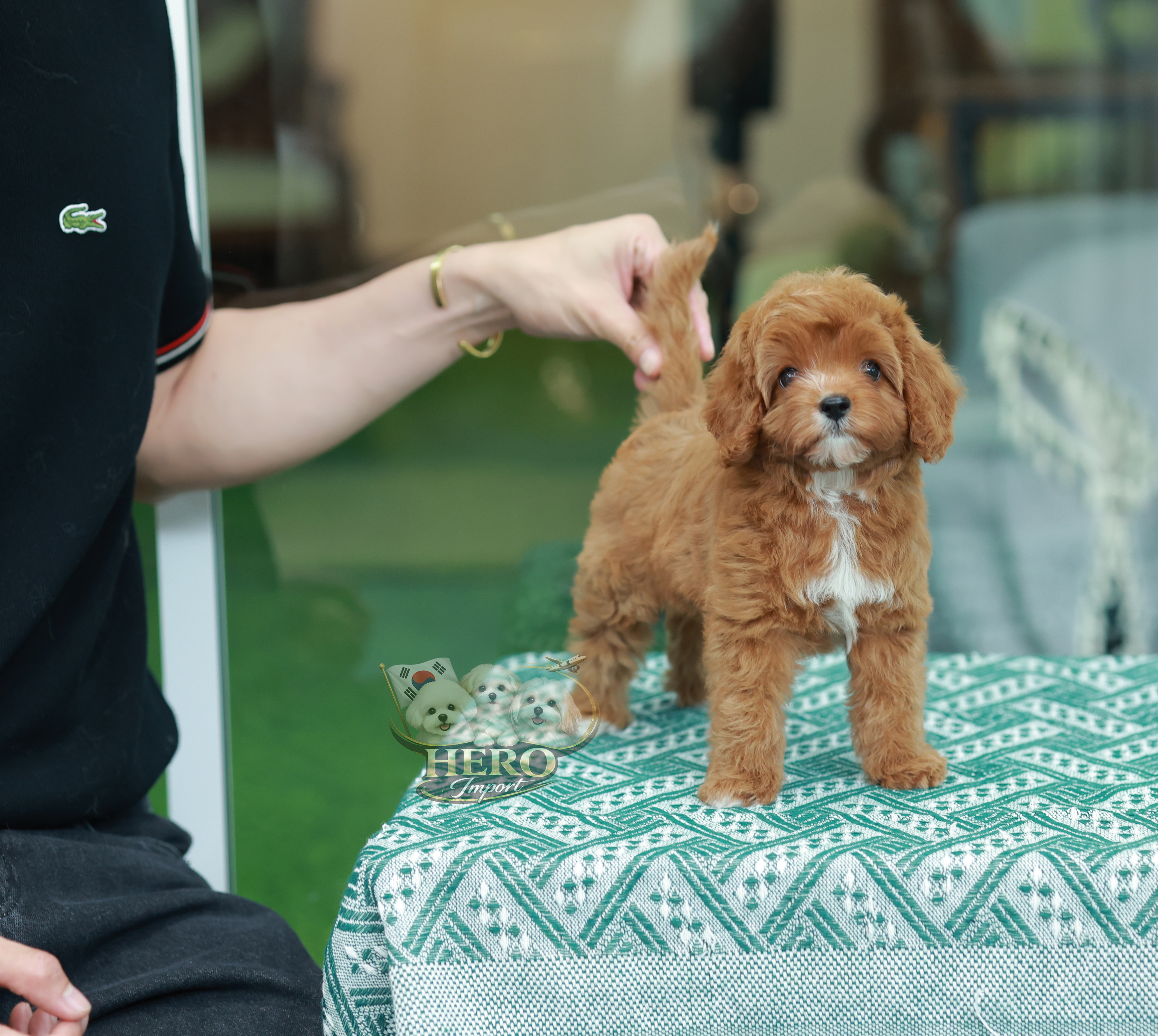 Cavapoo