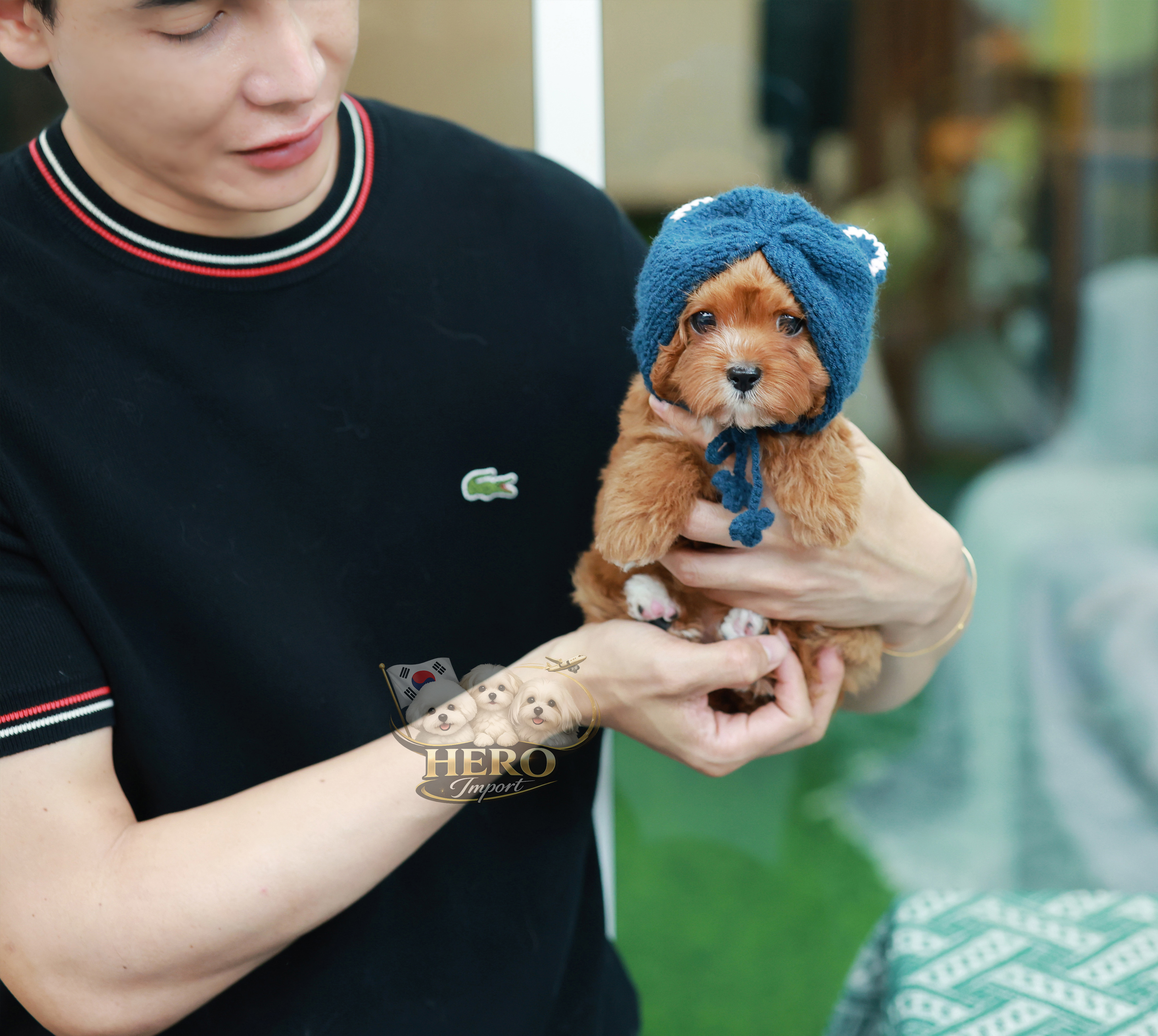 Cavapoo