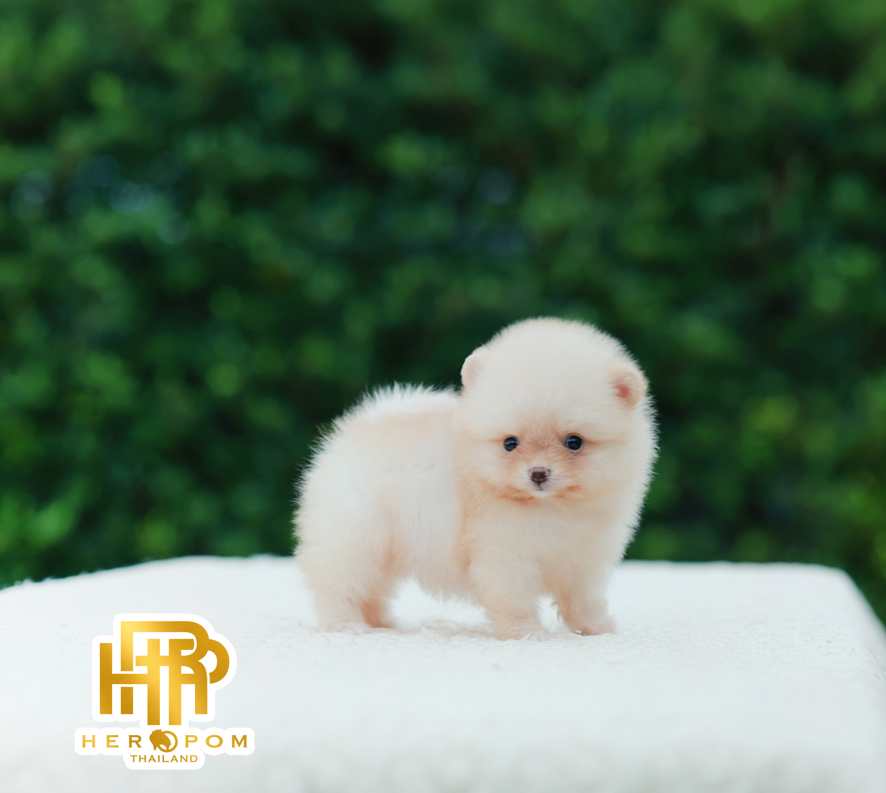 HRF-10440