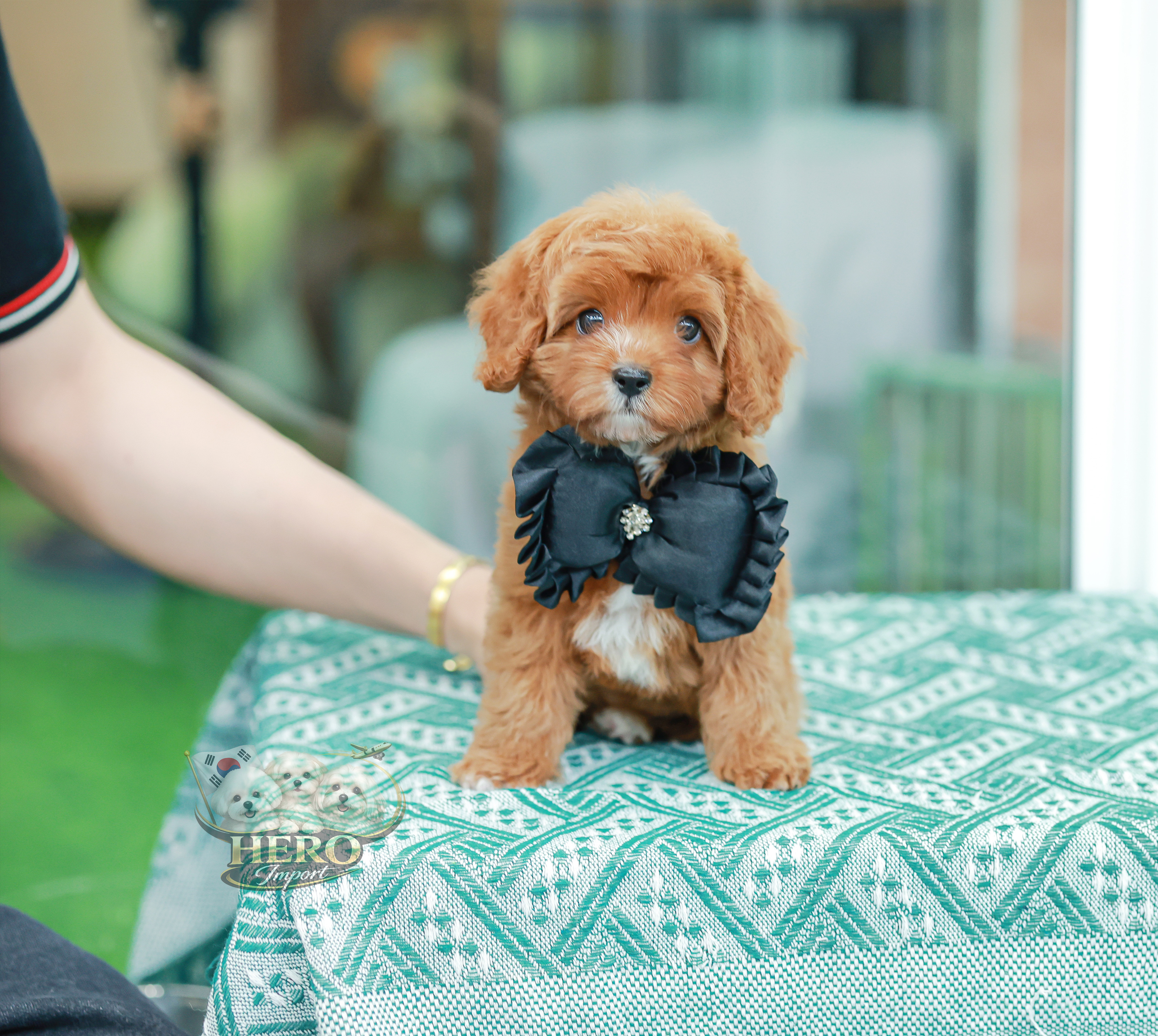 Cavapoo