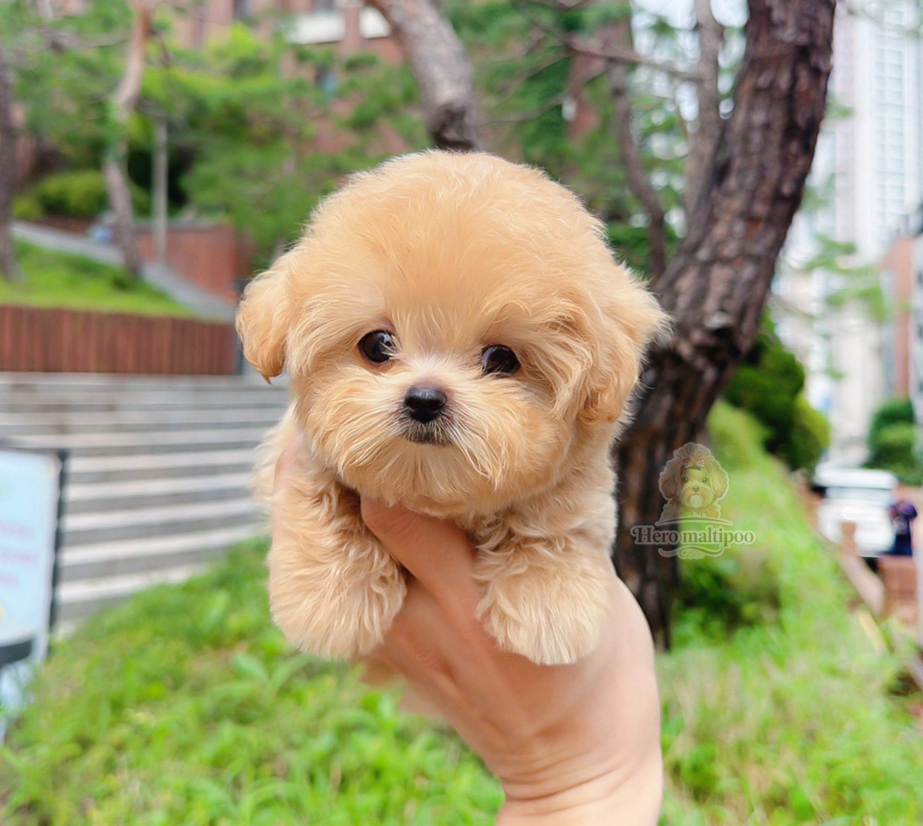 6666 นำเข้าเกาหลี🇰🇷